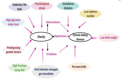 New Pandemic: Obesity and Associated Nephropathy